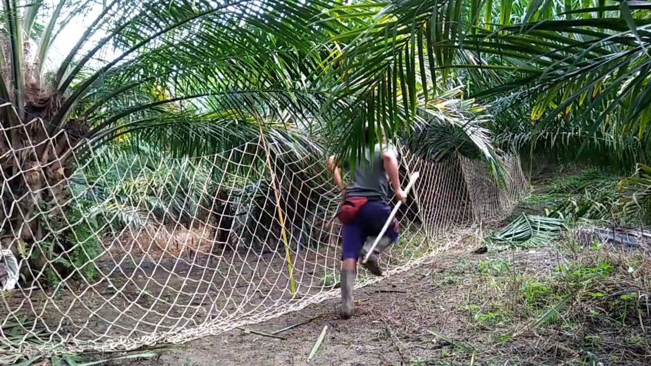 TOP 20 KUMPULAN BABI HUTAN KENA JARING DI THN 2022...!!