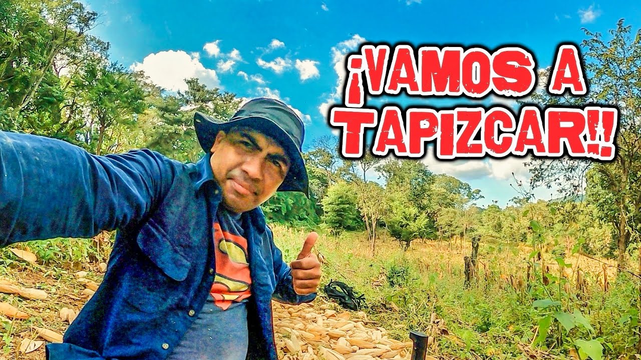 ☀️Es temporada de recoger la cosecha de la milpa: ¡Es temporada de la tapizca del maíz!🌽