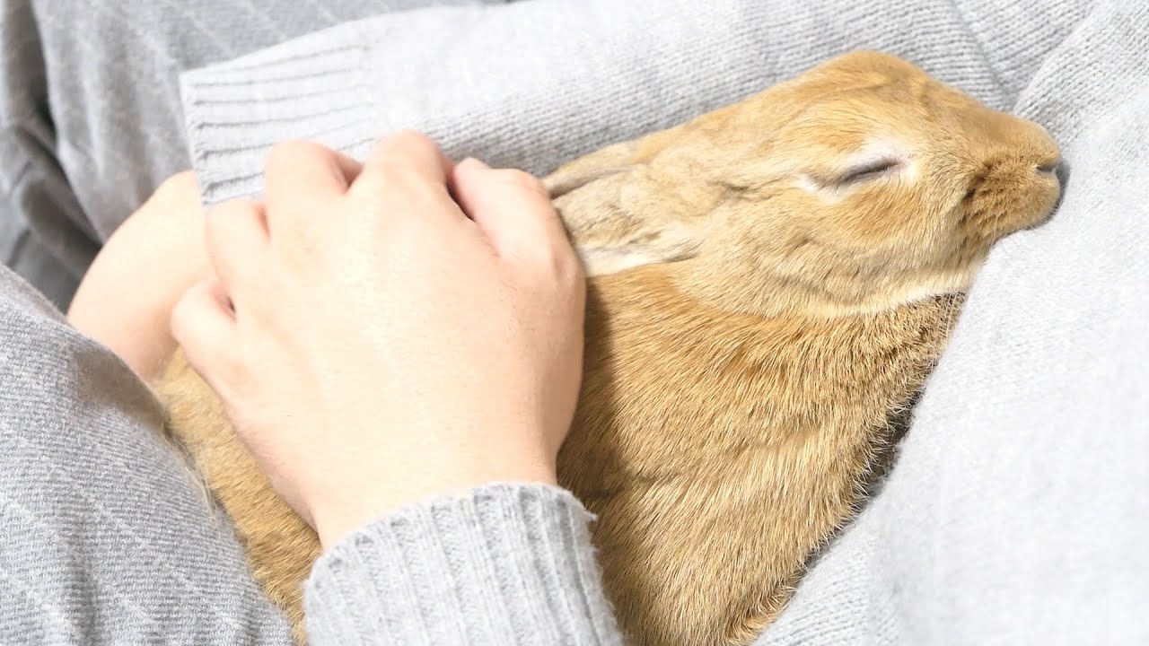 警戒心の強いうさぎが心を許した姿に感動