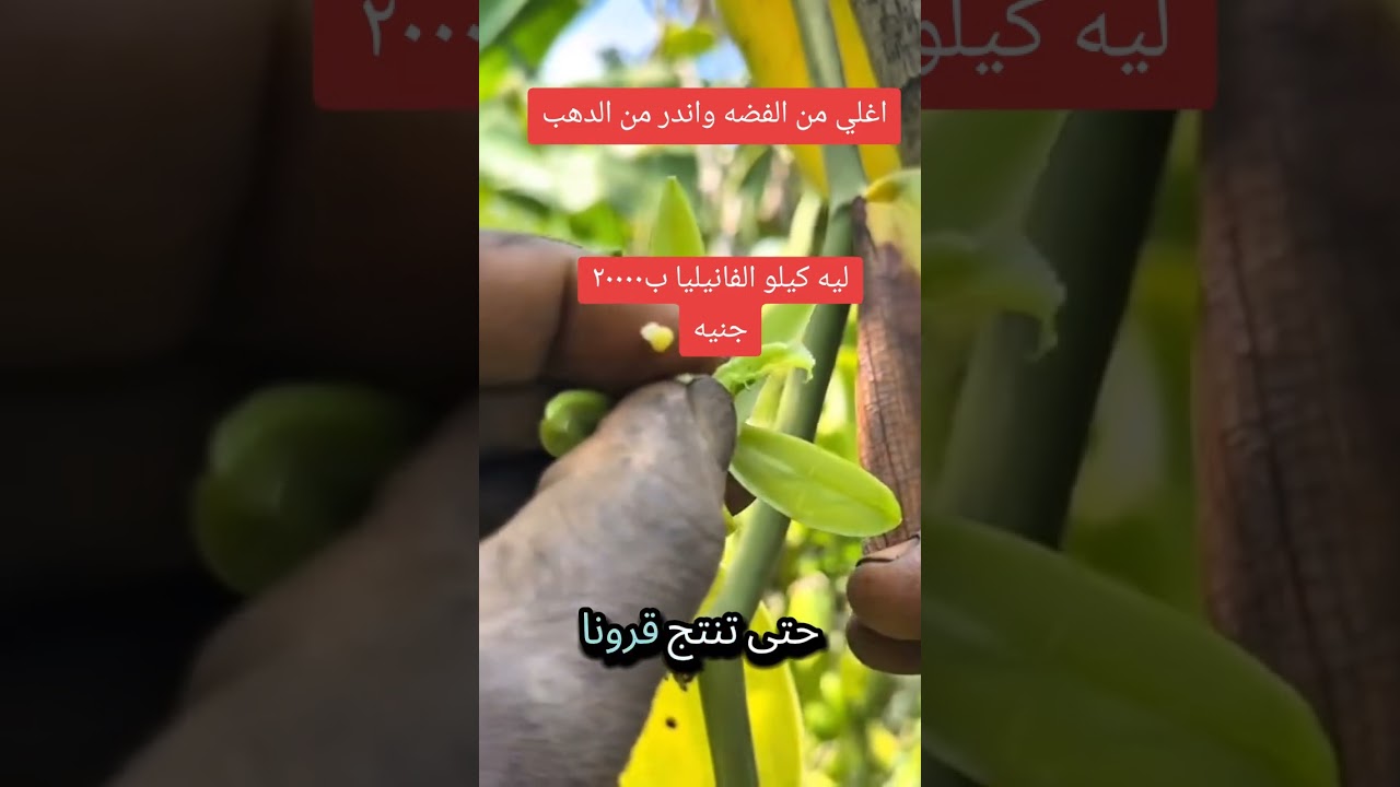 أغلى من الفضة وأندر من الذهب.. سر زراعة الفانيليا التي لا يعرفها الكثيرون