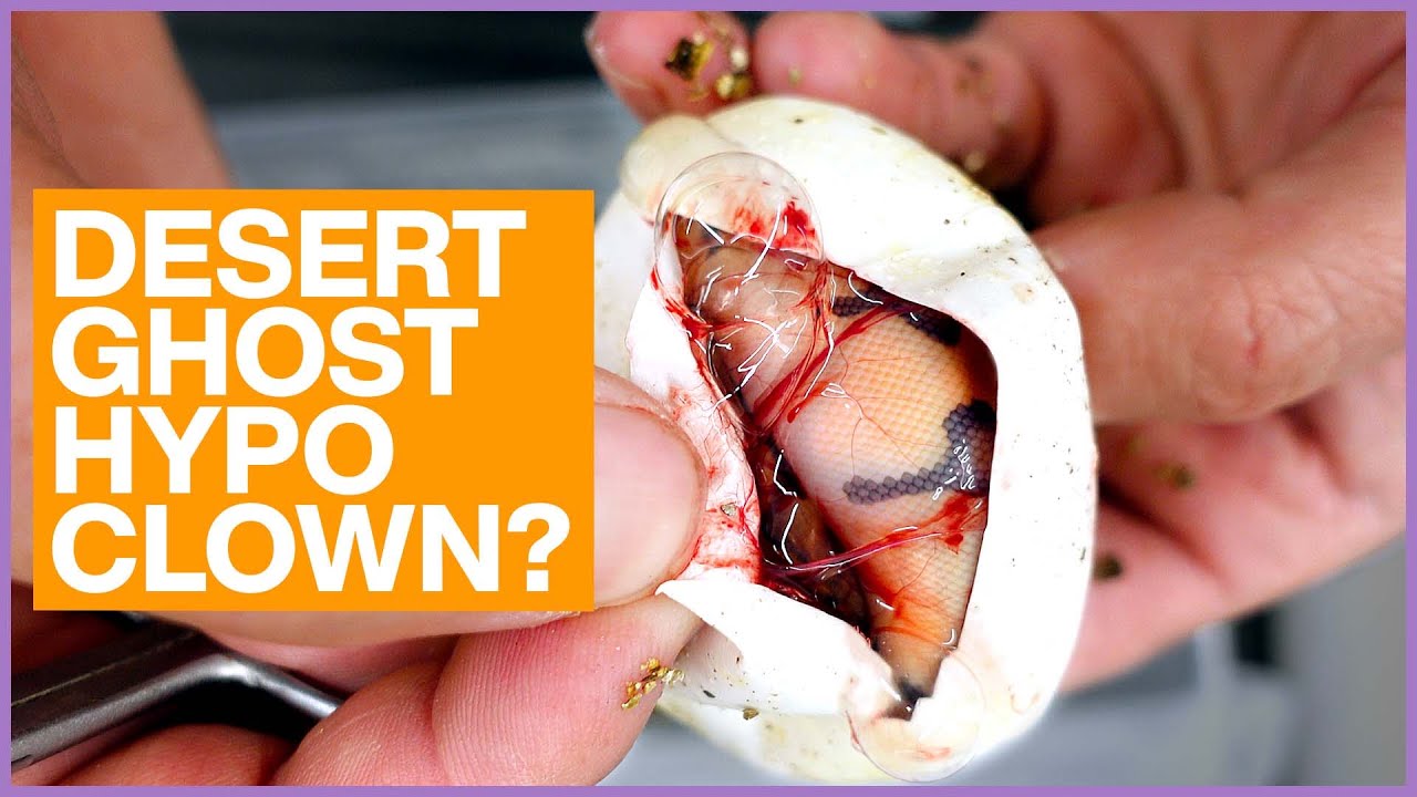 Cutting Our CRAZIEST Clutches of 2022! | #Hetflix 163