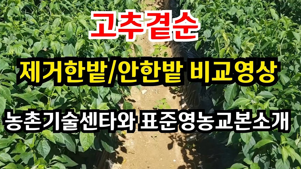 고추곁순제거시 주의사항(농업기술센타) 곁순제거한밭 안한밭 비교영상 #고추곁순제거방법 #고추곁순제거