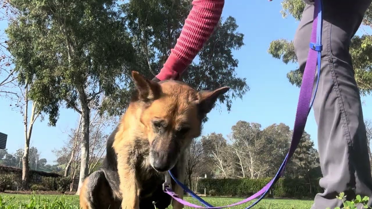 Bear A1034874 Located At: Martinez CCAS