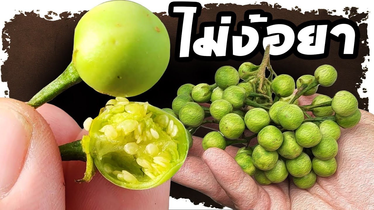 ไม่ธรรมดาแล้ว..!! แปลกใจ หลังกินมะเขือพวง ปัญหาสุขภาพเหล่านี้แทบไม่ง้อยา   | Nava DIY