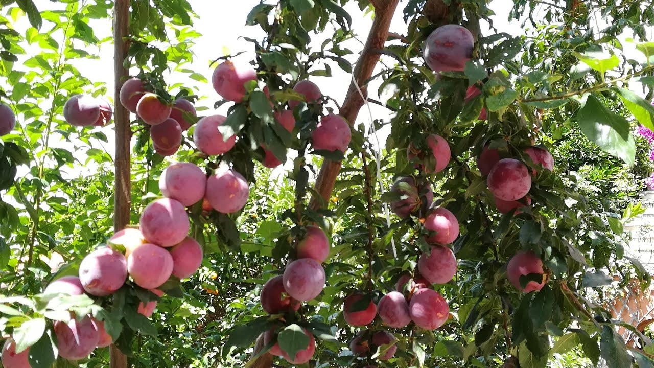 INNESTO A CORONA SUL SUSINO - CON SVILUPPO NEL TEMPO
