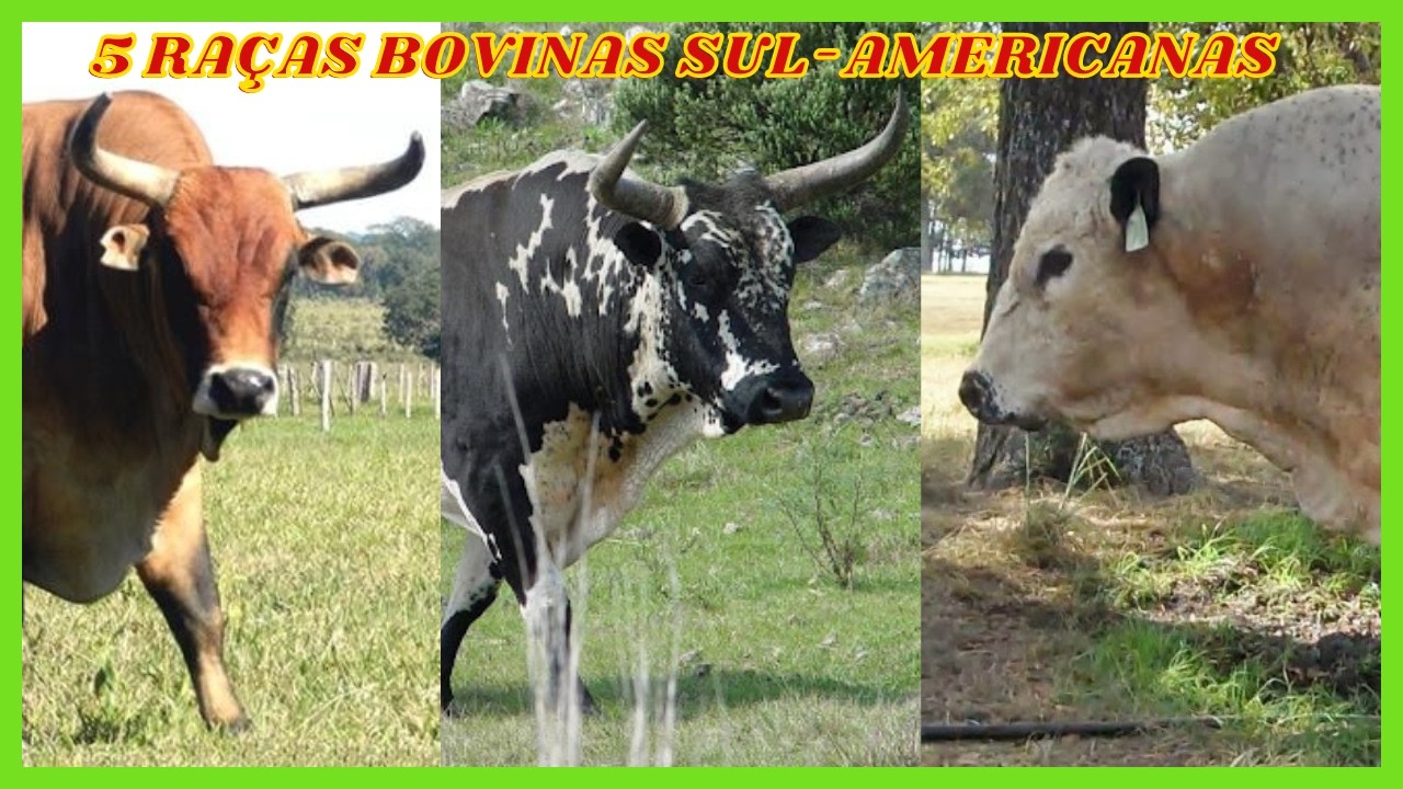 Guia Completo: 5 Raças de Gado Sul Americano que Você Precisa Conhecer! #bois #boi #vaca #vacas