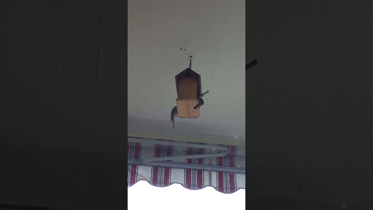 Funny bird meeting
