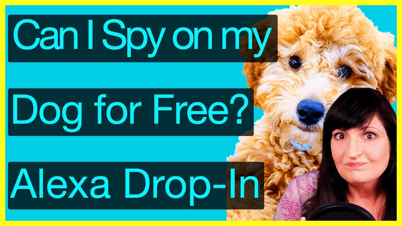 Is Alexa Drop In Free? (Watch me Spy on my Dog) | Love and Data