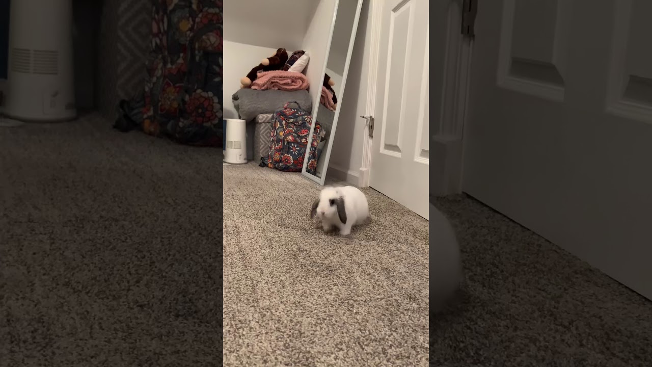 Baby Mini lop Rabbit binky