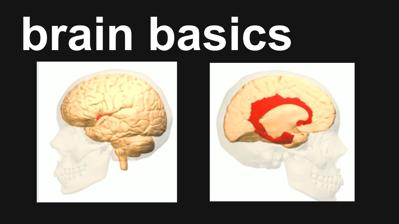Insular vs Limbic Lobes | Neuroscience Basics for Beginners