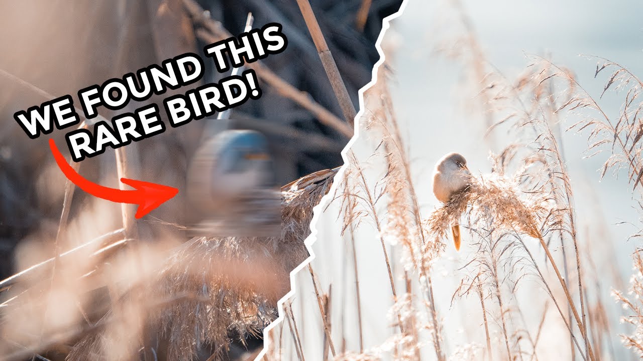 RARE Bird POV Photography // The Bearded Reedling