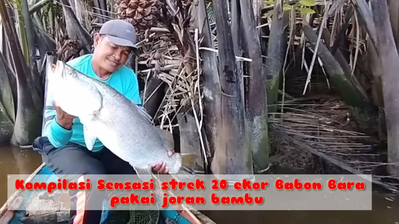 Kompilasi Sensasi Strek 20 ekor Babon Bara pakai joran bambu #mancing