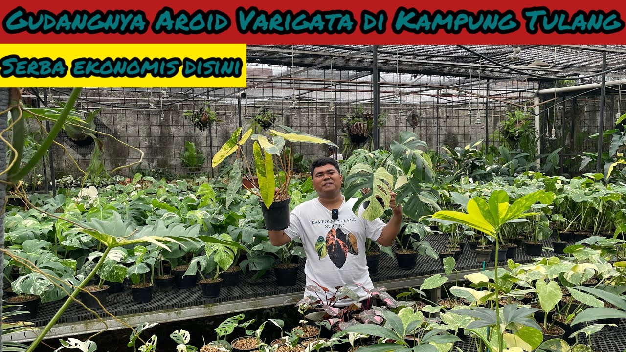 GUDANGNYA AROID VARIGATA DI KAMPUNG TULANG NURSERY⁉️ SERBA EKONOMIS DISINI