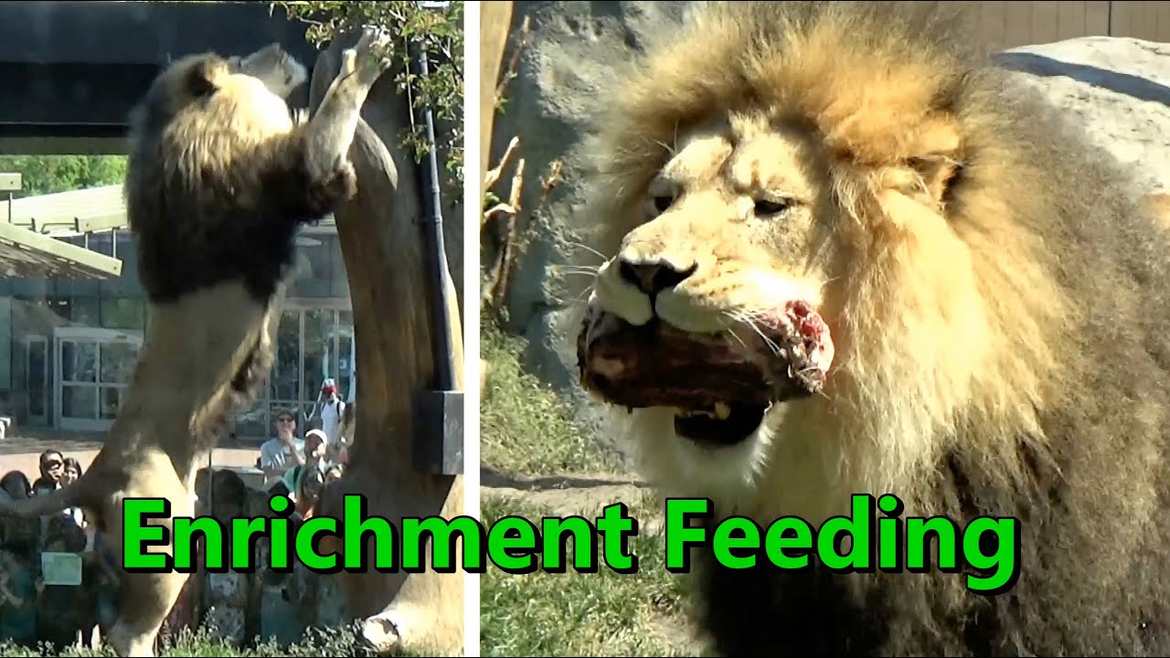 Lion Enrichment Feeding with Male Jabari, 2 Lioness Sisters, Cub Pilipili 🦁 Lincoln Park Zoo Chicago