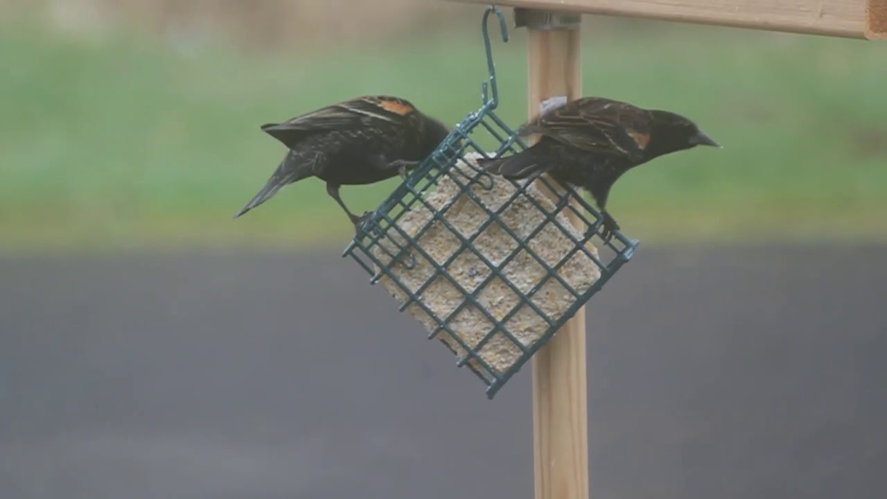 Suet Tree Feeder