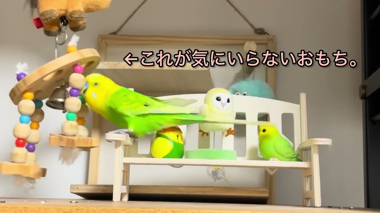 怒るセキセイインコ特集