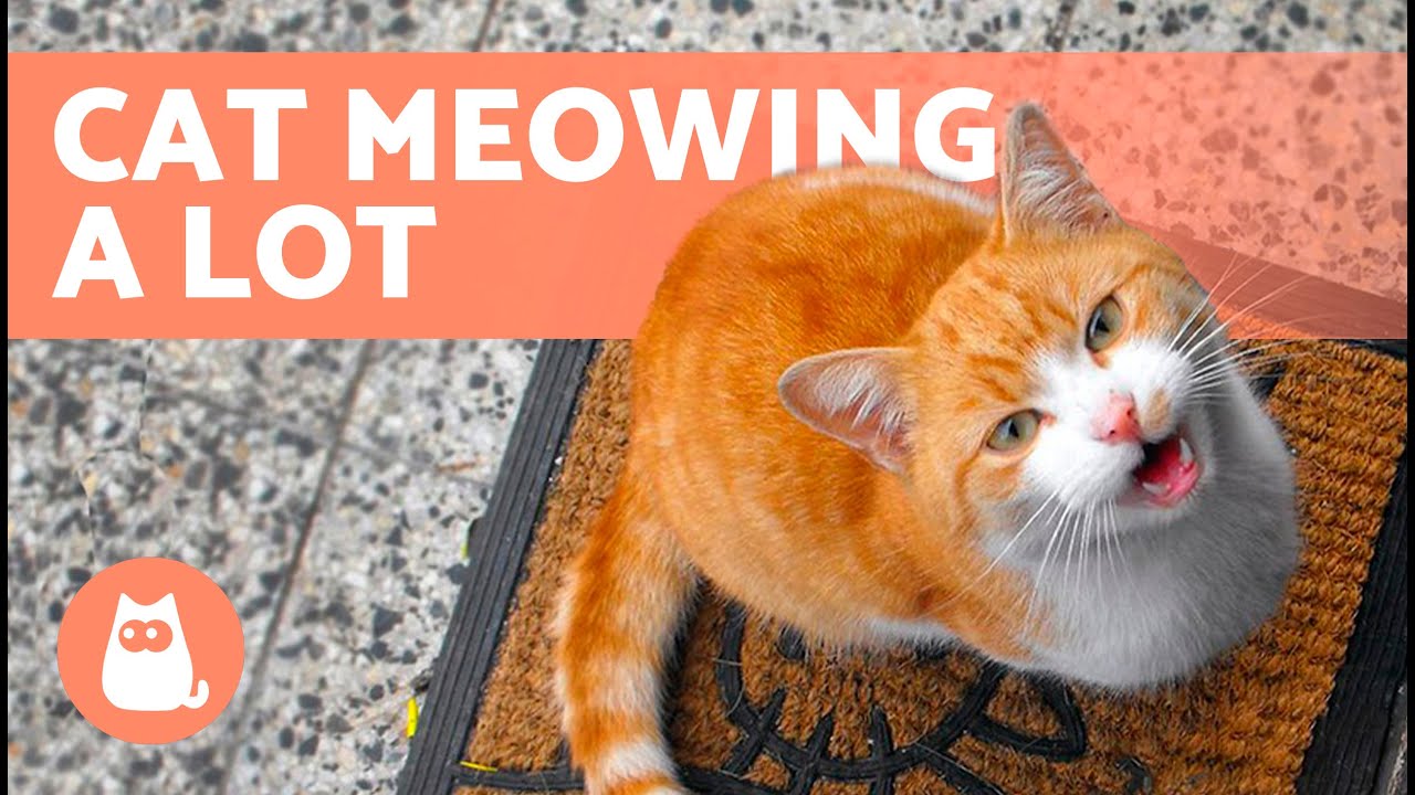 Что делать, если мой кот много мяукает 🐱🔊 (10 причин и решений)