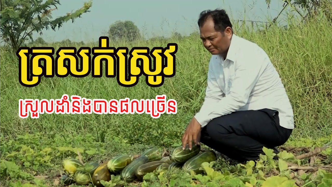 ត្រសក់ស្រូវជាដំណាំស្រួលដាំនិងបានផលច្រើន