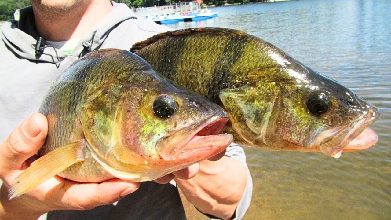 LA PECHE DU BROCHET A LA TIRETTE