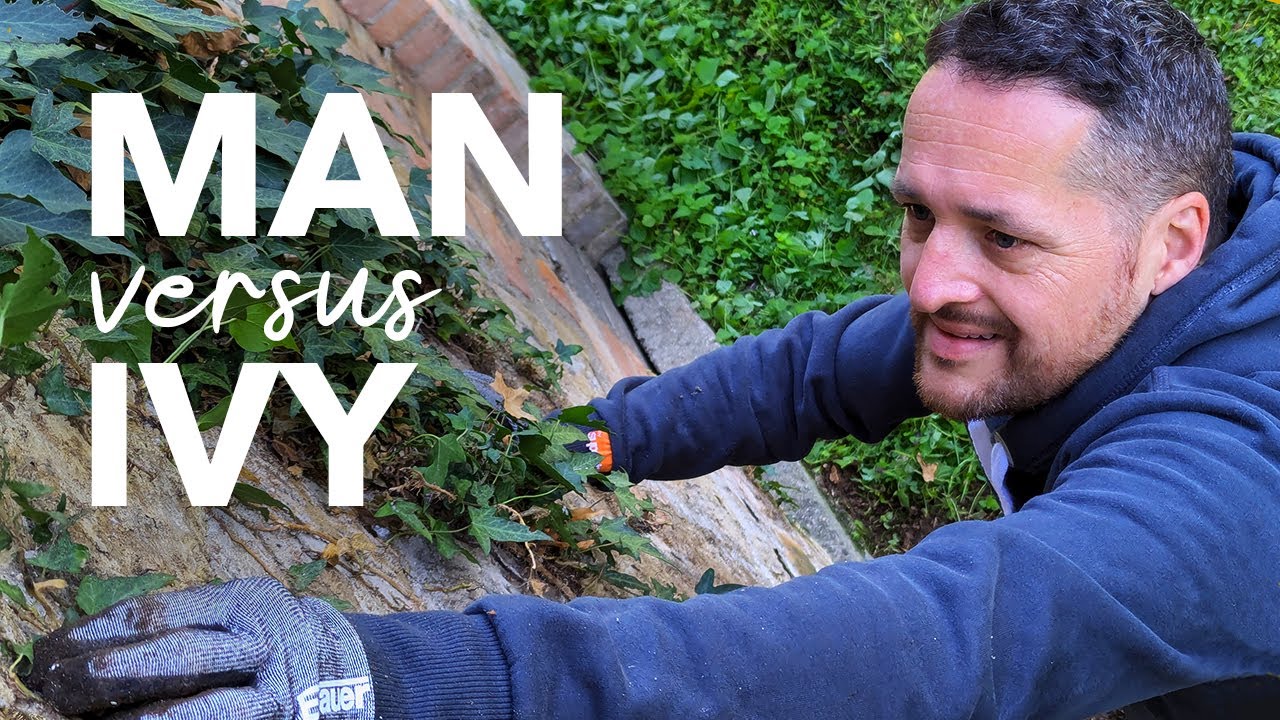 #2 Starting the renovation: The battle against ivy starts