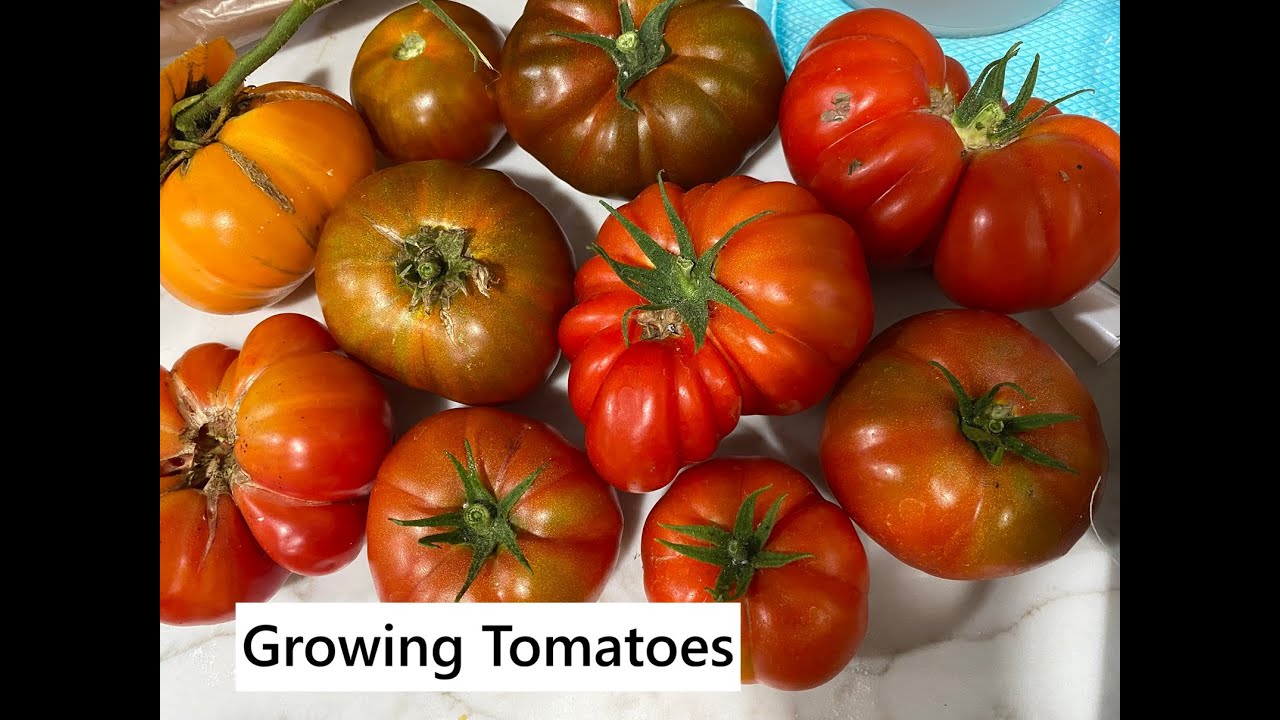 Growing Tomatoes