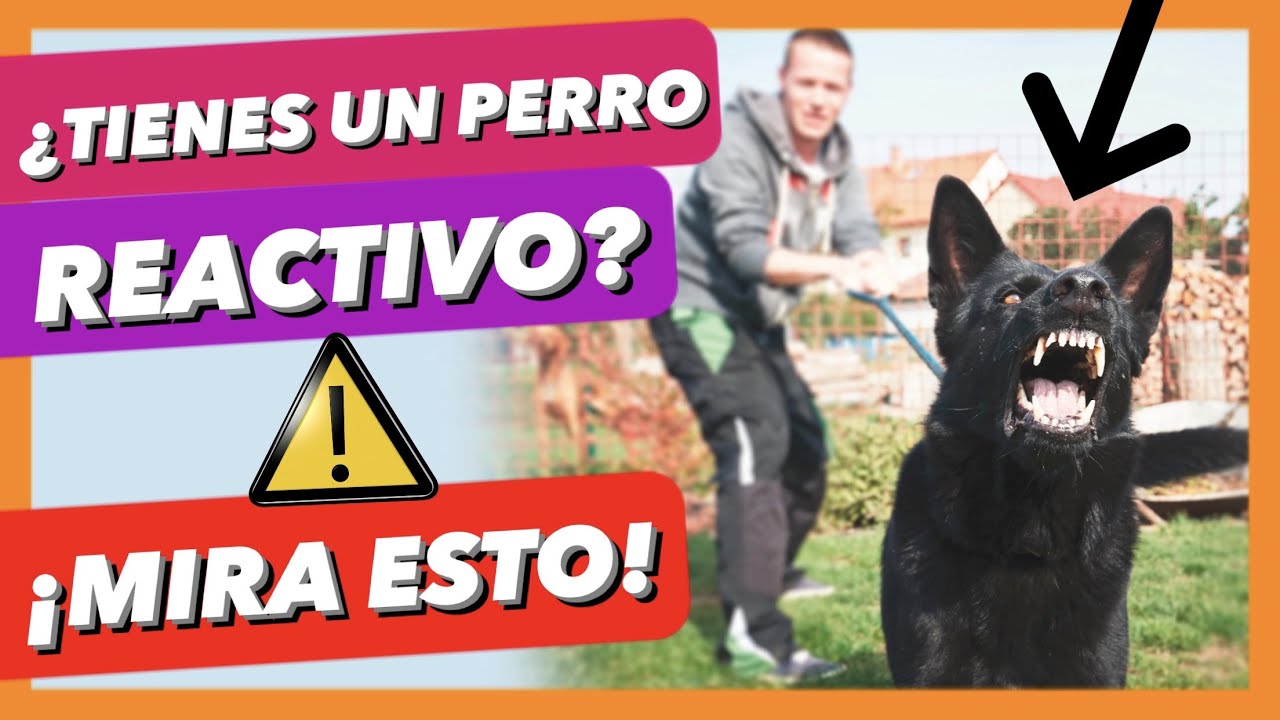 Los 3 PRIMEROS PASOS para CORREGIR la REACTIVIDAD, AGRESIVIDAD 🙌