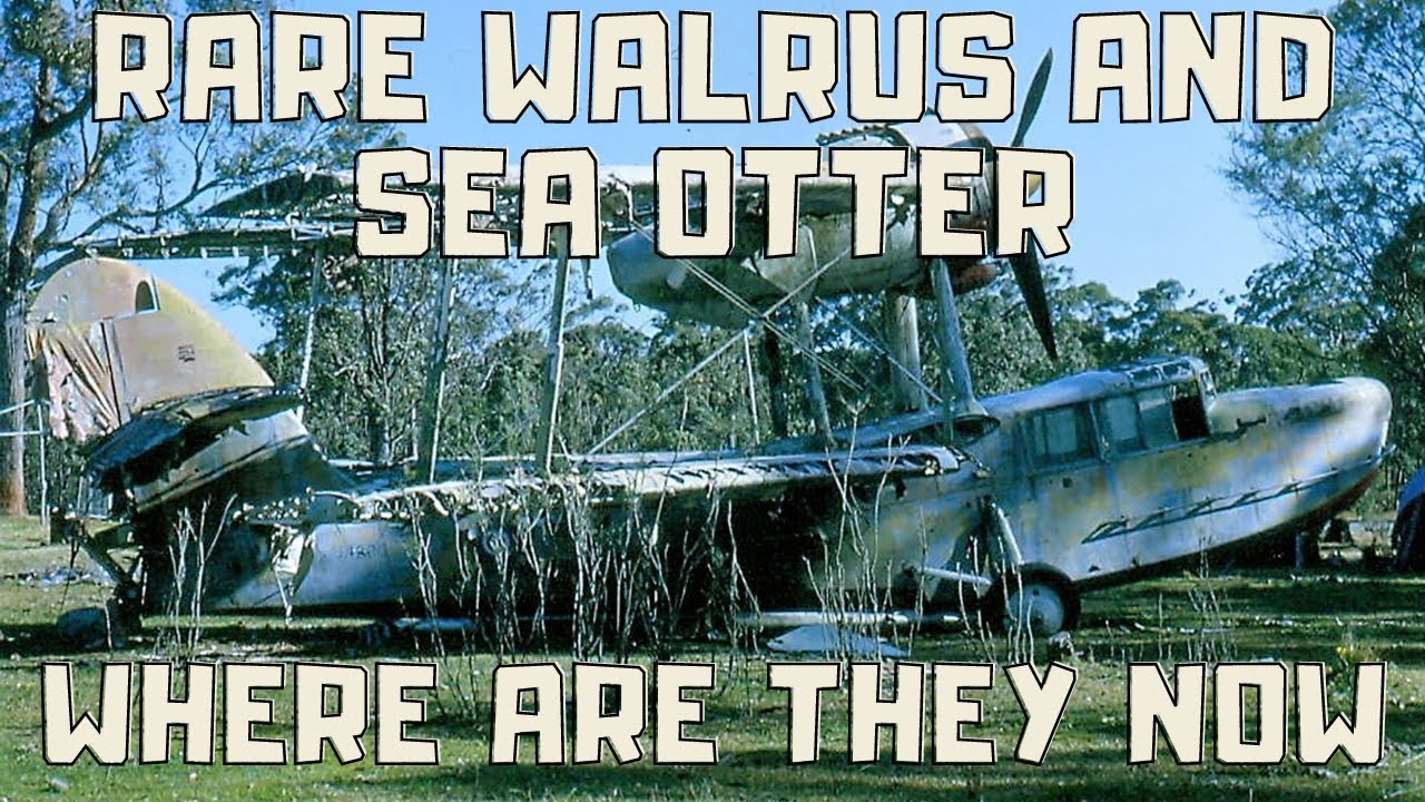 RARE WALRUS AND SEA OTTER WHERE ARE THEY NOW.