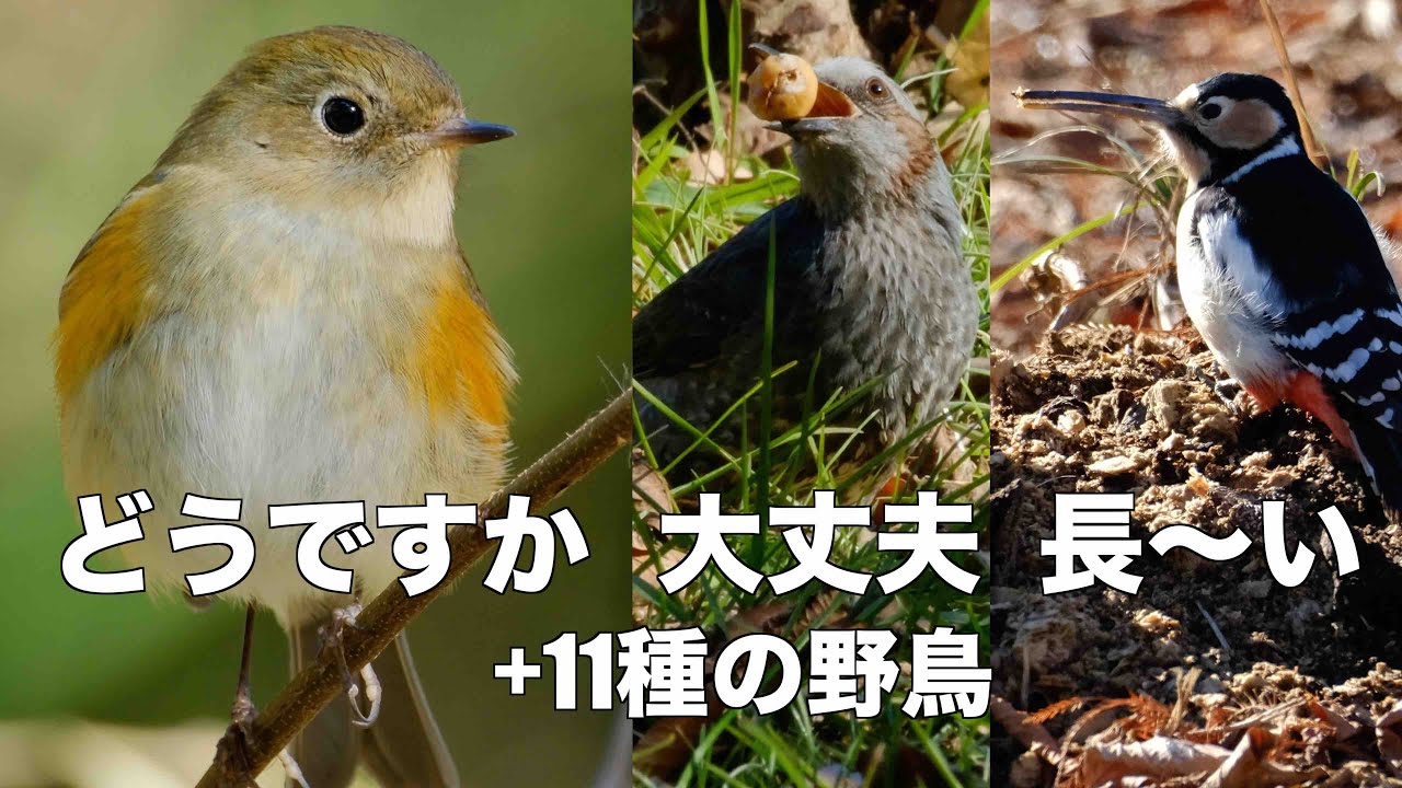 1月29日 可愛いでしょアピールするルリビタキ 水元公園探鳥