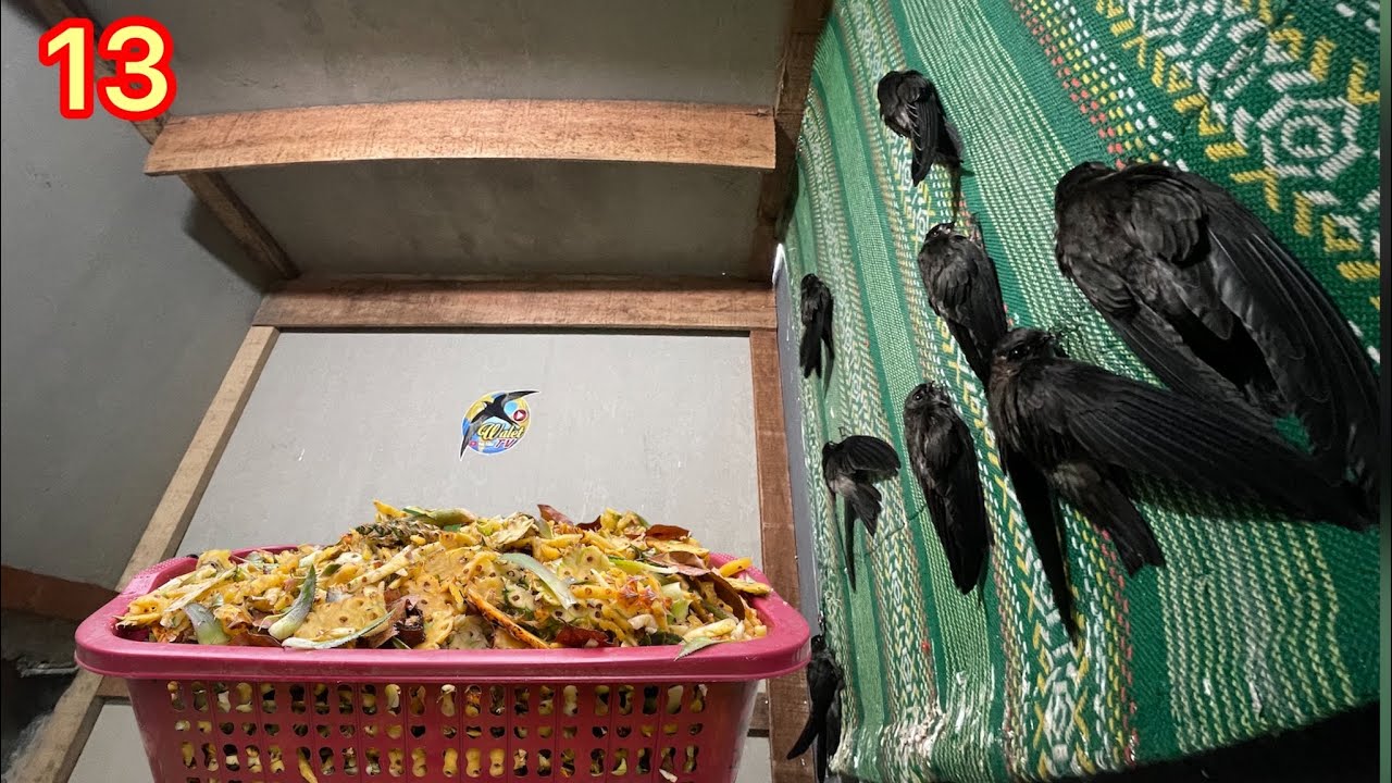 Pakan alami ternak walet, aviary mini