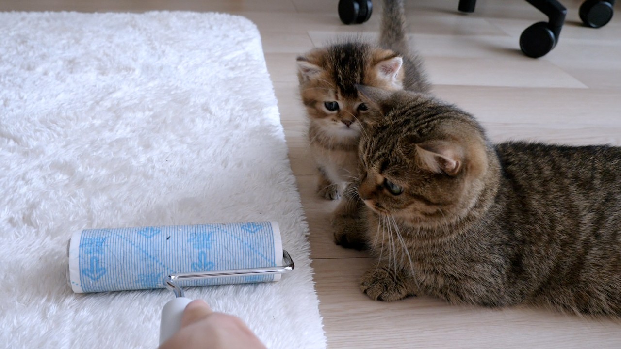 What exactly does Charo the kitten fear more than carpet cleaners?