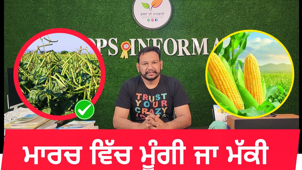 ਮਾਰਚ ਮਹੀਨੇ ਵਿੱਚ ਮੱਕੀ ਤੇ ਮੂੰਗੀ ਦੀ ਤੁਲਨਾ ਆਮਦਨ ਤੇ ਜਮੀਨ ਪੱਖੀ ਪ੍ਰਭਾਵ ਸਮਝੋ maize vs moong farming in march