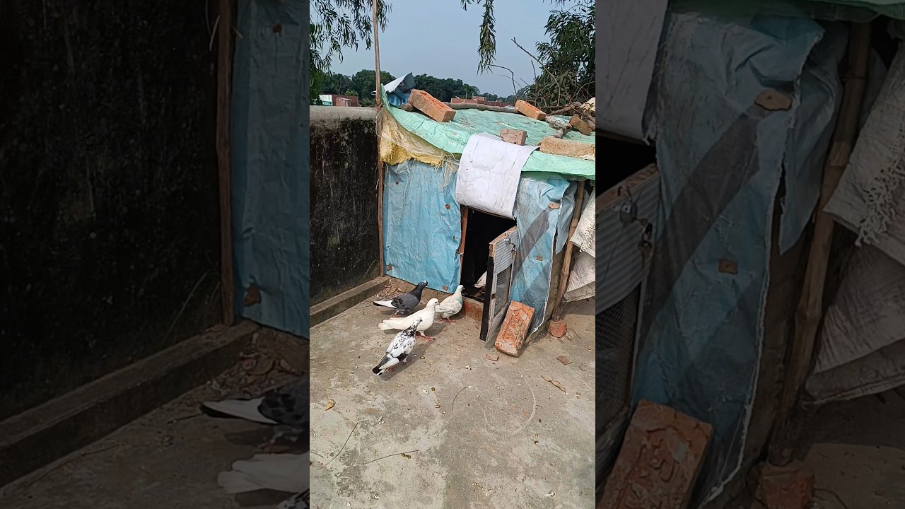 Pegion 🥰 #pigeon #kbootar #birds #shorts #petlover #kabutar #pigeonlover #kabootar #animals #pets
