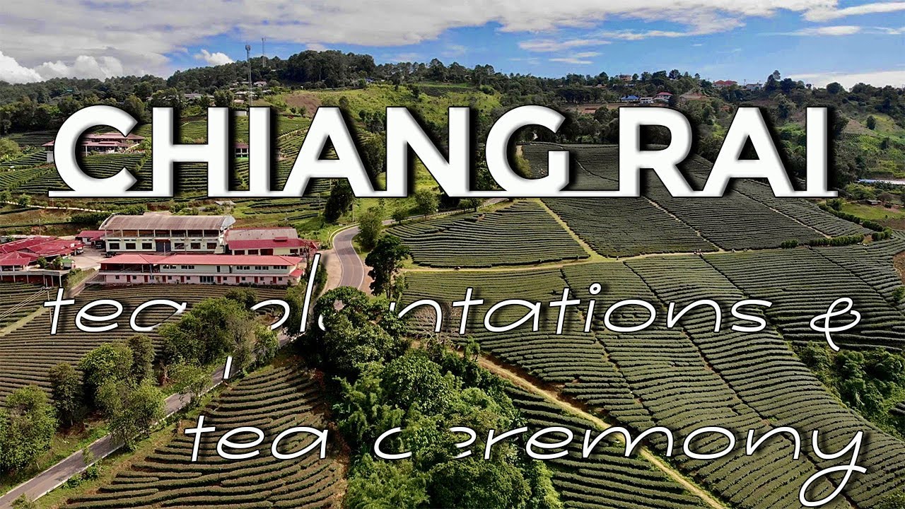 🔴 Chiang Rai: Choui Fong and 101 Tea Plantations & Tea Ceremony Travel Guide