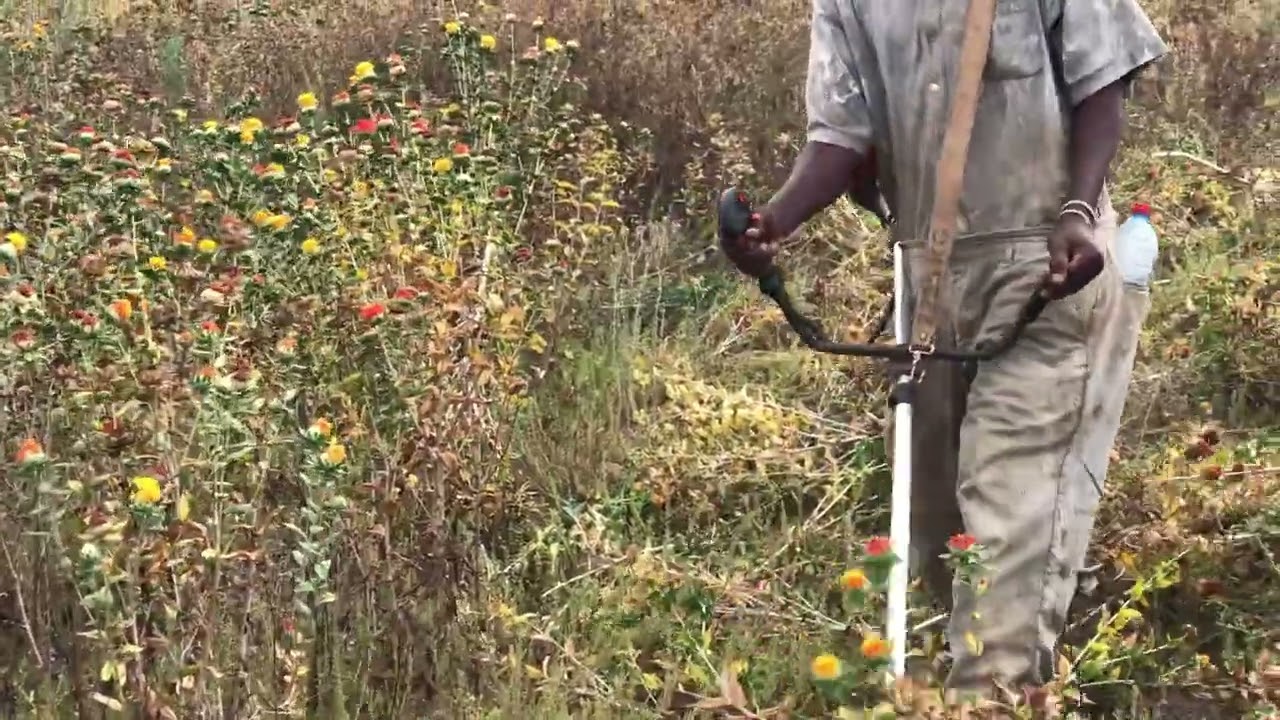 Safflower bush clearing for seed harvesting