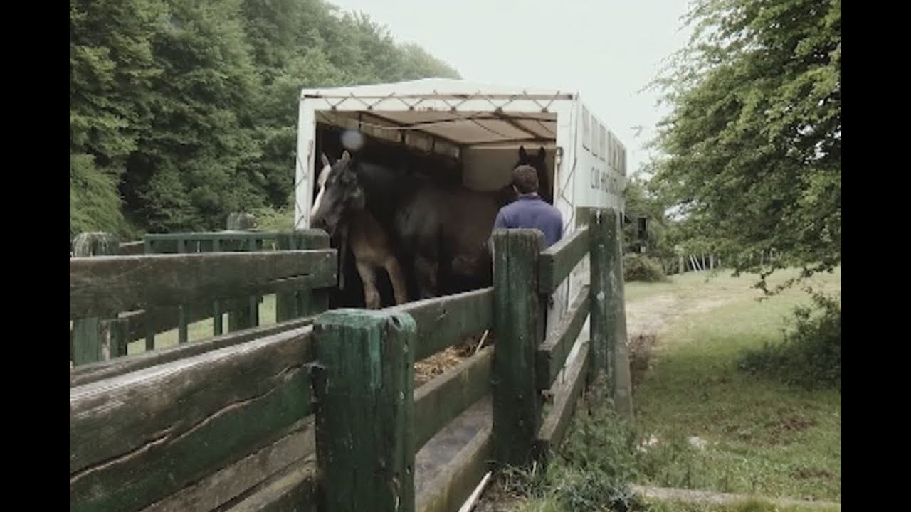 Las yeguas aumentan en el Valle de Erro