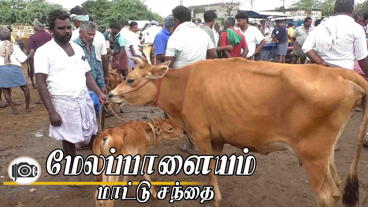 Melapalayam mattu santhai | மேலப்பாளையம் மாட்டு சந்தை