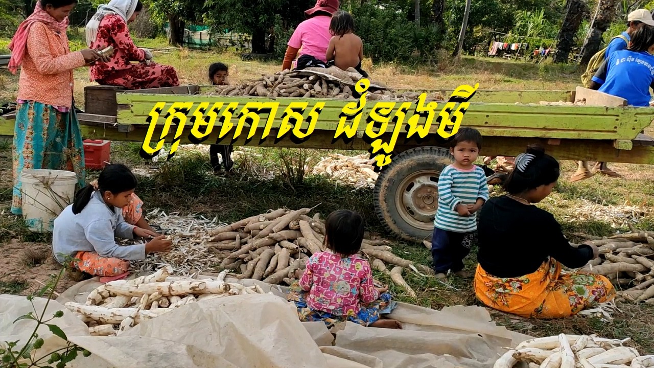 កោសដំឡូងមី, Cambodia farmer with Cassava cut, Daily TVlog
