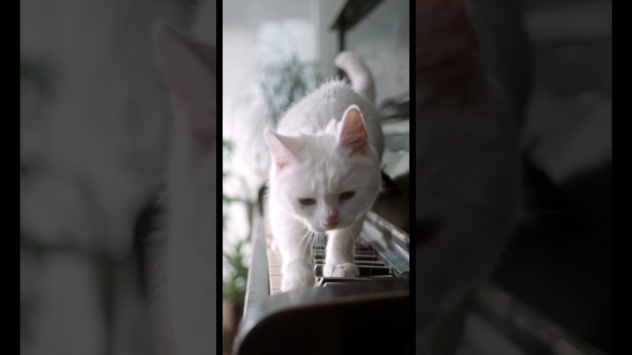 TOP 10 FACTS about CATS |Jesella Channel's | #cats