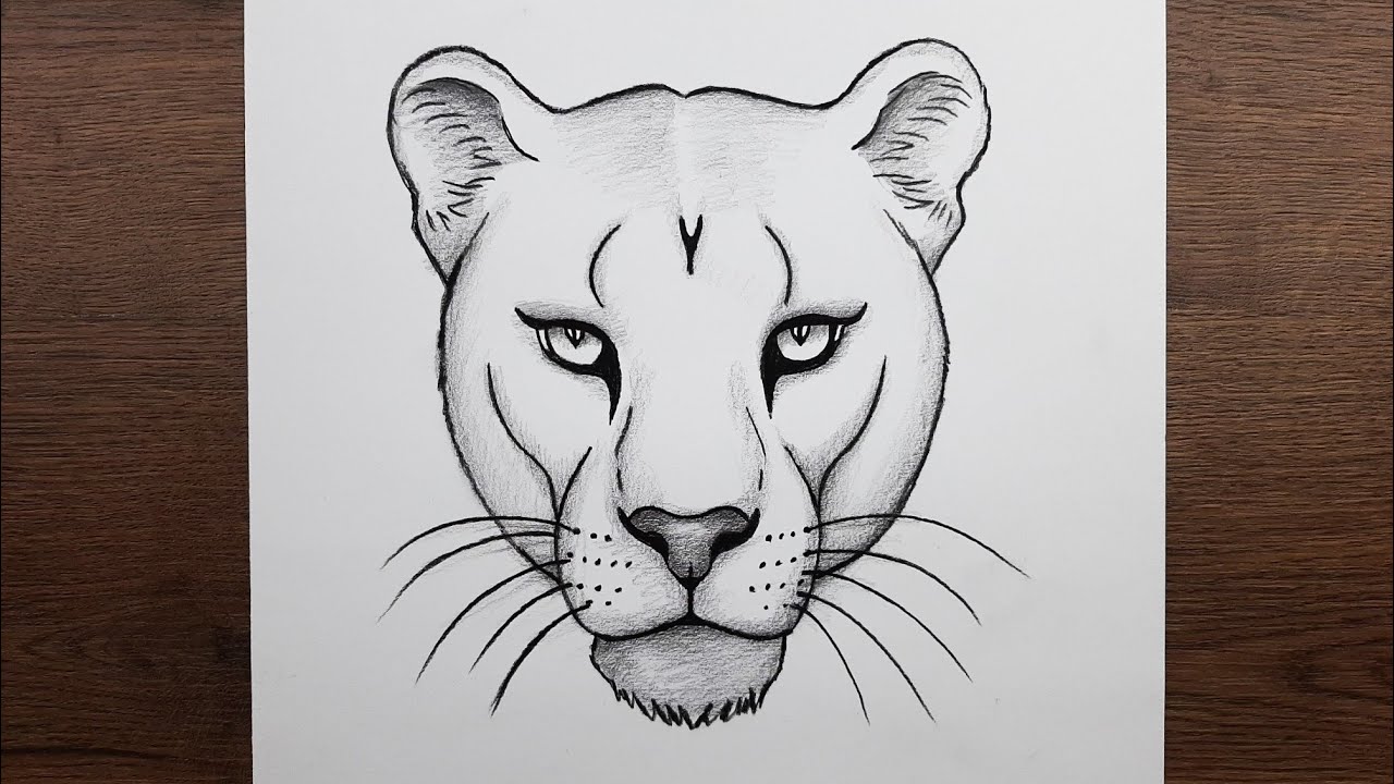Kolay Aslan yüzü resmi nasıl çizilir - Adım adım hayvan çizimi nasıl yapılır -  Aslan nasıl çizilir