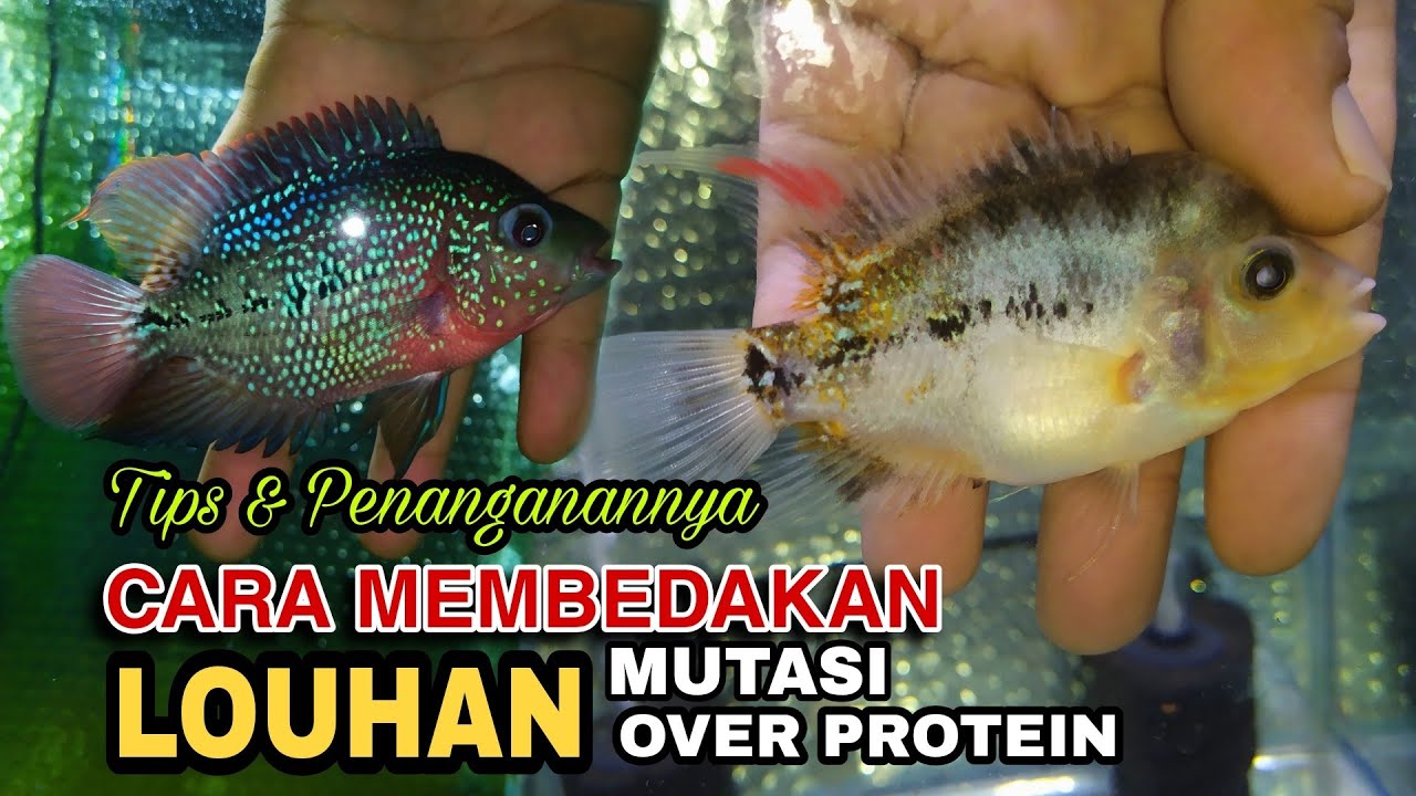 CARA MEMBEDAKAN LOUHAN MUTASI & OVER PROTEIN ??! PEMULA WAJIB TAHU!!