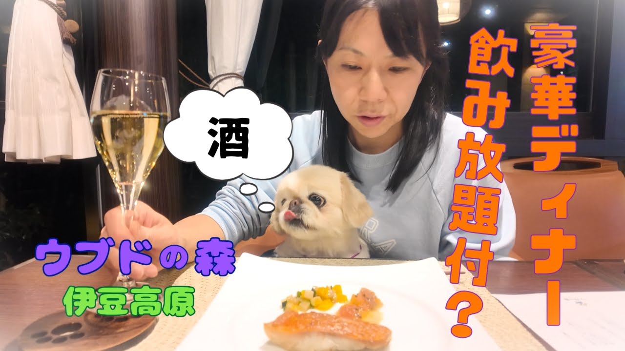 「ウブドの森 伊豆高原」でペキニーズと乾杯！人気ペットホテル豪華飲み放題ディナー体験【ペットとゆる旅 伊豆下田編①】