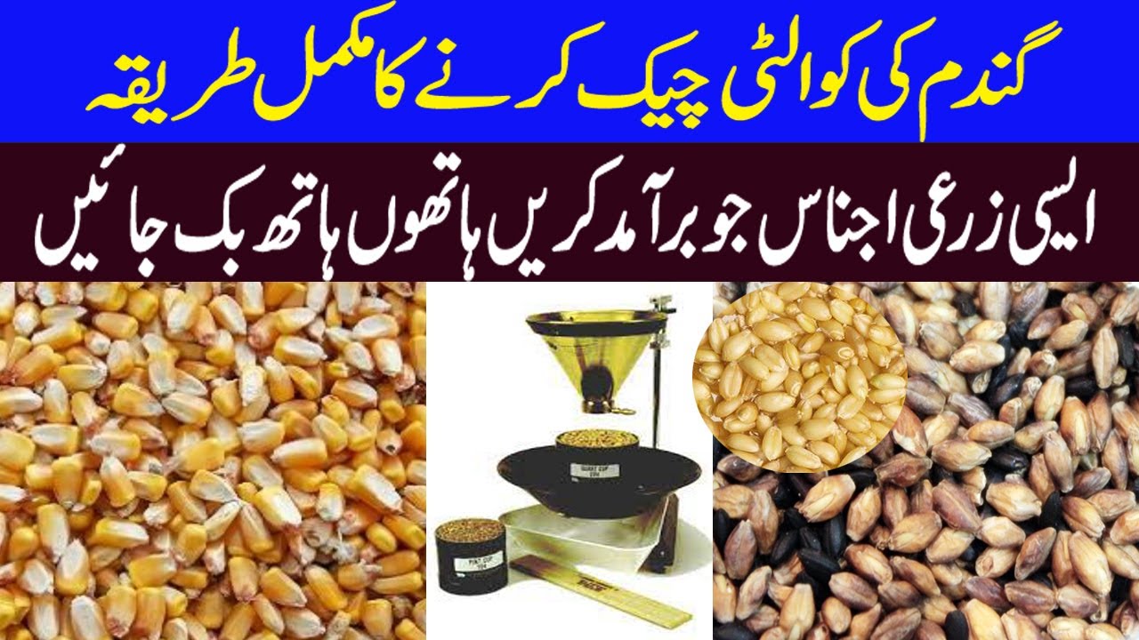 Sampling and Testing Seed |  Wheat Testing Process | Grain Quality Testing Lab | KISSAN PAKISTAN