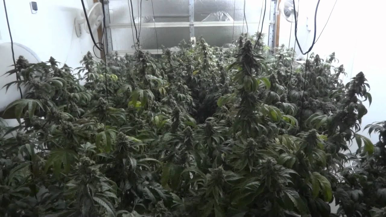 Site M - OG Kush - Day 45 of Flower