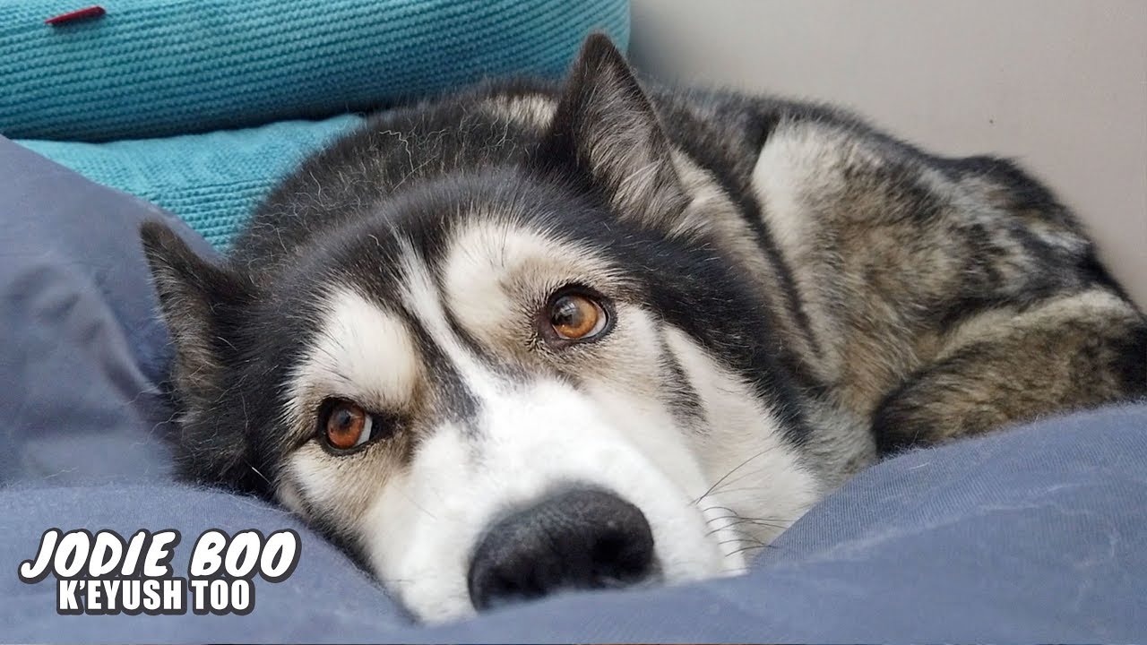 Waking Up To My Weird Dog | He Tries To Climb In Tiny Box!