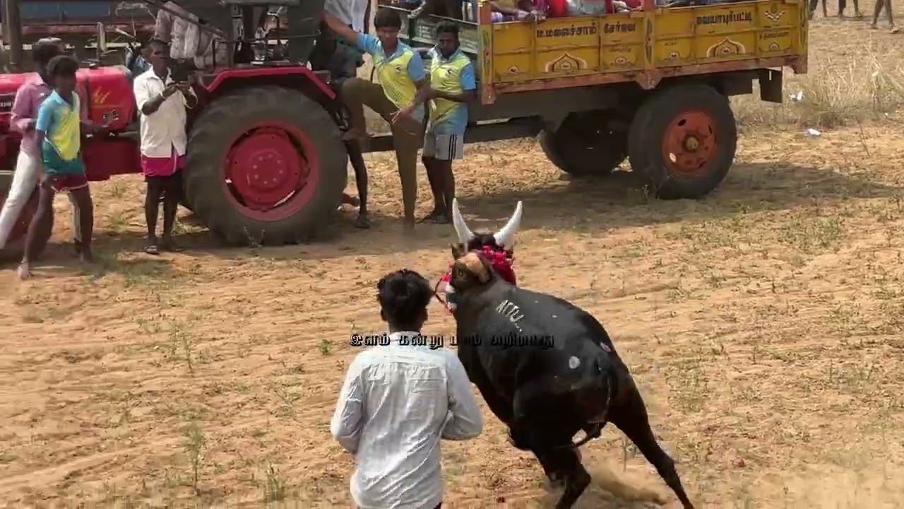 வார்பட்டு மஞ்சுவிரட்டு 2026 💥
