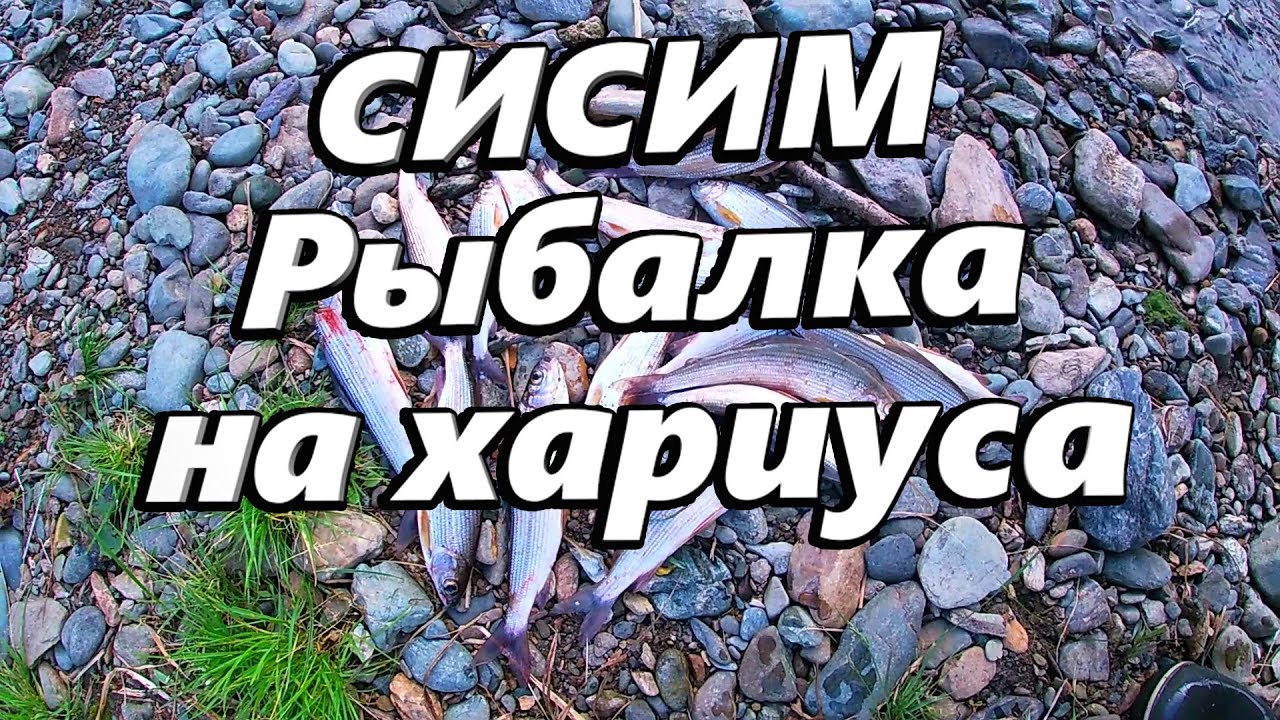 Таёжный Сисим, рыбалка на Хариуса
