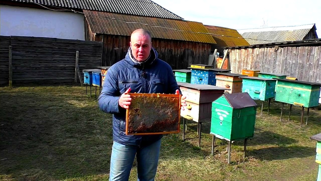 Що робити з рамками коли в них мед сів  Рамки з минулорічним медом легко можна використати повторно