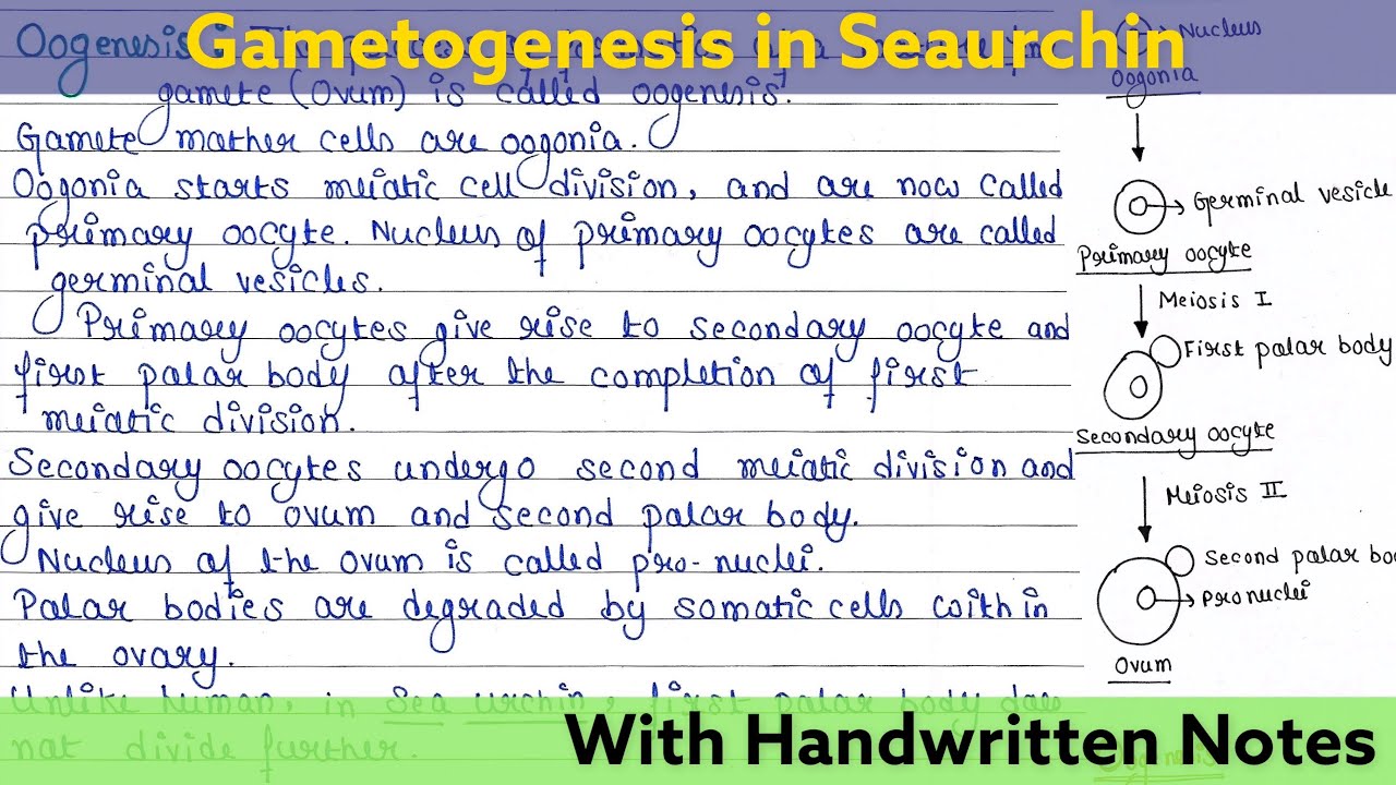 Gametogenesis in Sea urchins | Oogenesis | Spermatogenesis | Mechanism