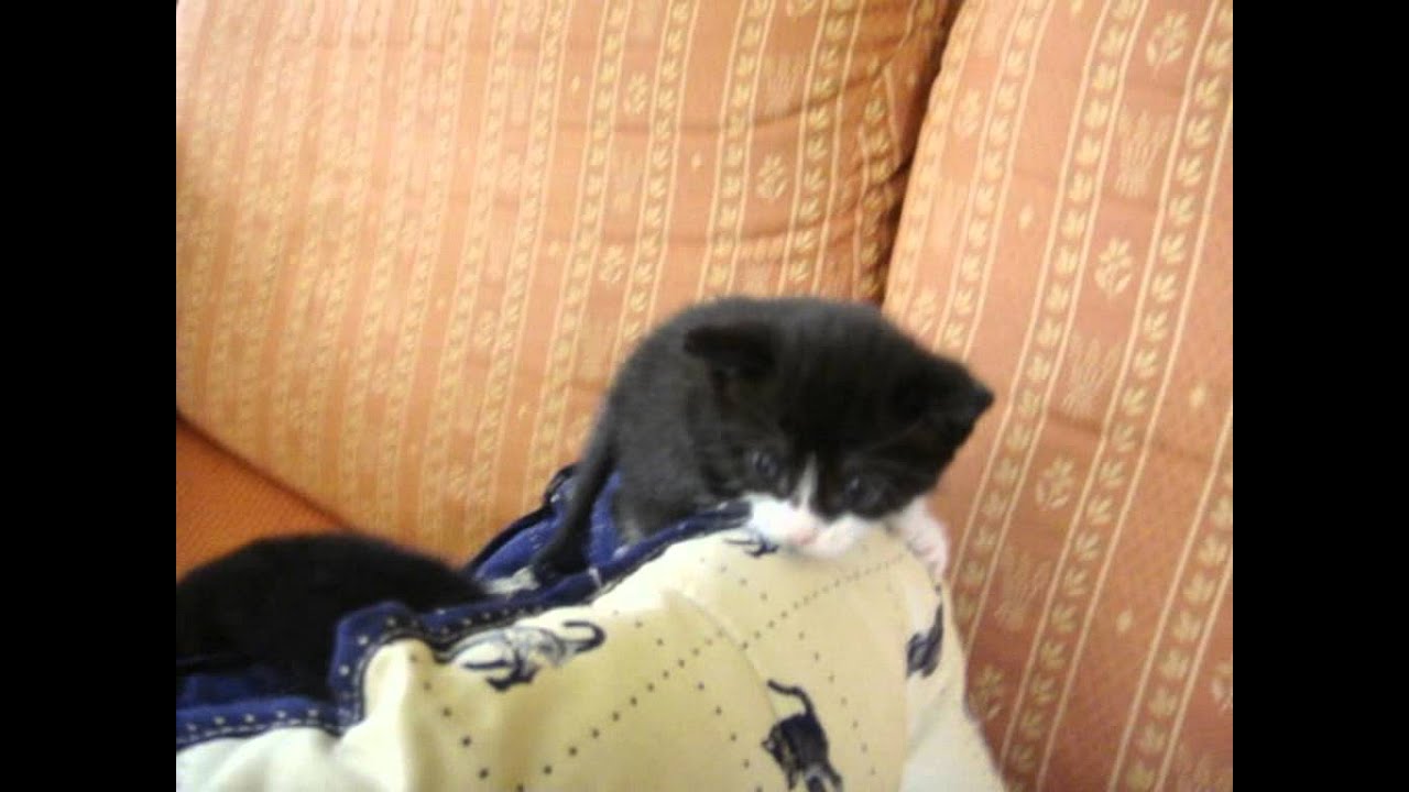 Les Chatons noir et blanc de Misti