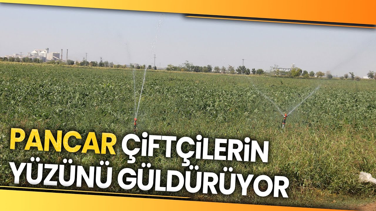 Kuraklığa Rağmen Konya Ovası'nda Pancarda Verim Düşmedi
